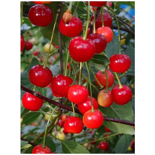      / Prunus cerasus amorel rozovaya, 15 ,  300