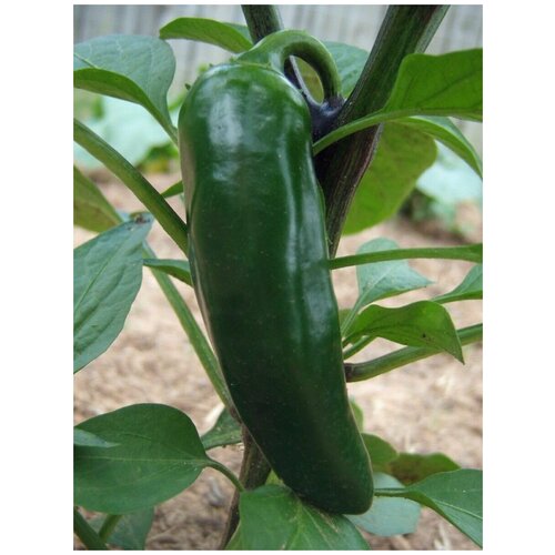    Jalapeno giant red (  ), 5 ,  315