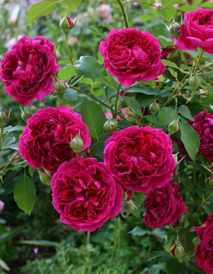 Роза английская Уильям Шекспир 2000 1 шт, цена 469р