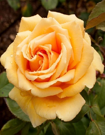 Роза чайно-гибридная Валенсия 1 шт, цена 329р