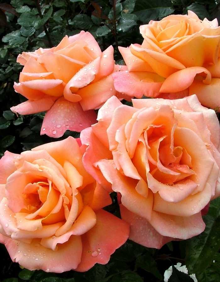 Роза чайно-гибридная Лолита 1 шт, цена 389р