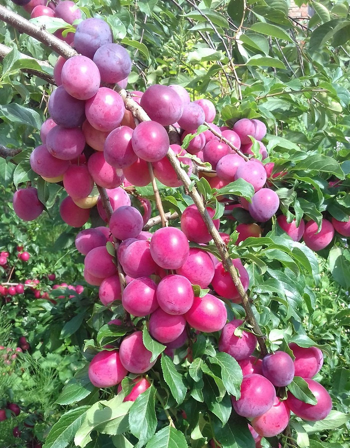      (Prunus cerasifera) 1 ,  529 