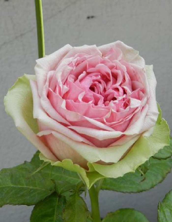 Роза чайно-гибридная Питахая 1 шт, цена 329р