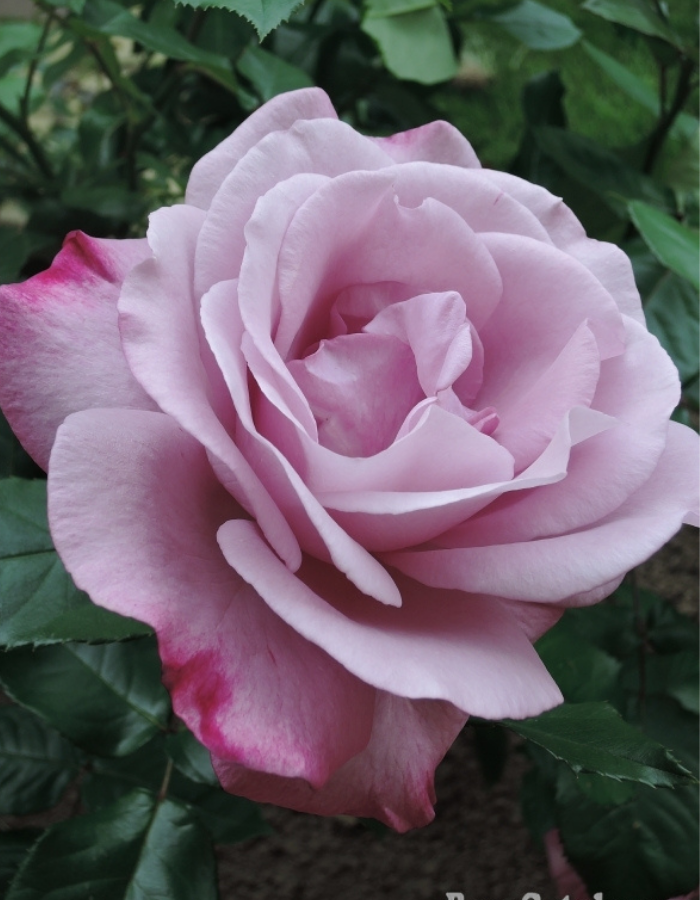 Роза чайно-гибридная Муди блю 1 шт, цена 389р