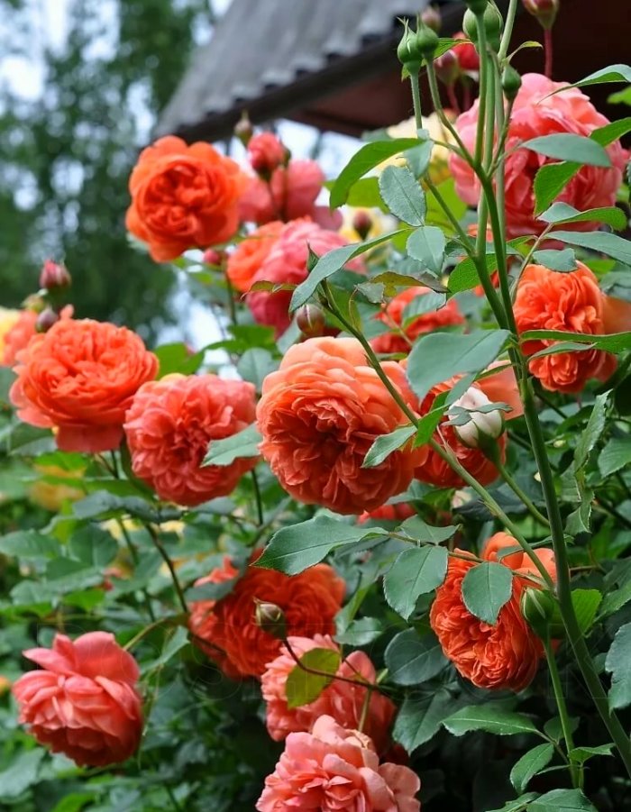 Роза английская Майнтауэр 1 шт, цена 389р