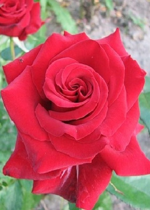 Роза чайно-гибридная Лавли Ред 1 шт, цена 329р