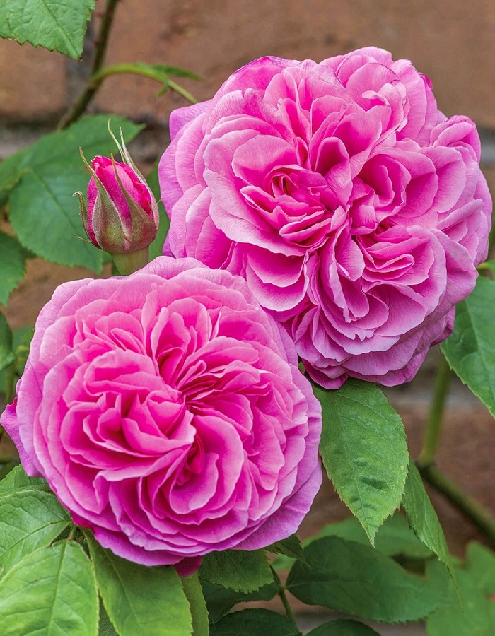Роза английская Гертруда Джекил 1 шт, цена 329р