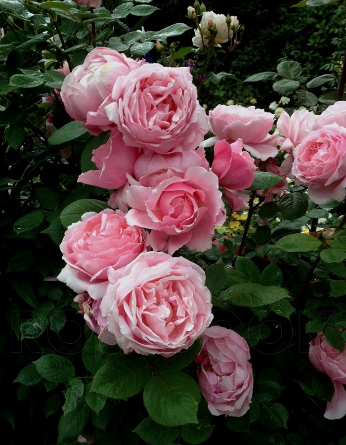 Роза английская Бразе Кадфаэль 1 шт, цена 469р