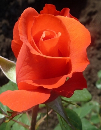 Роза чайно-гибридная Голден Штейн Перл 1 шт, цена 329р