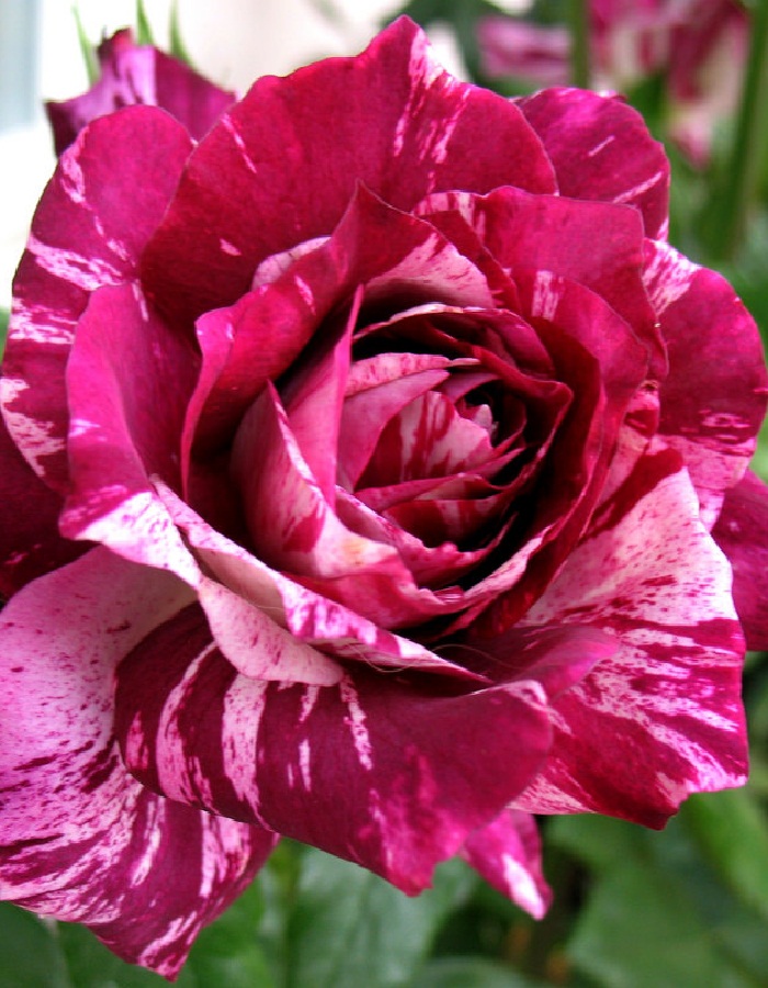 Роза флорибунда Пурпурный Тигр 1 шт, цена 369р