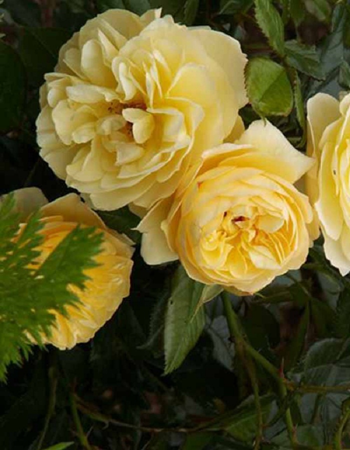 Роза почвопокровная Зоненширм 1 шт, цена 329р
