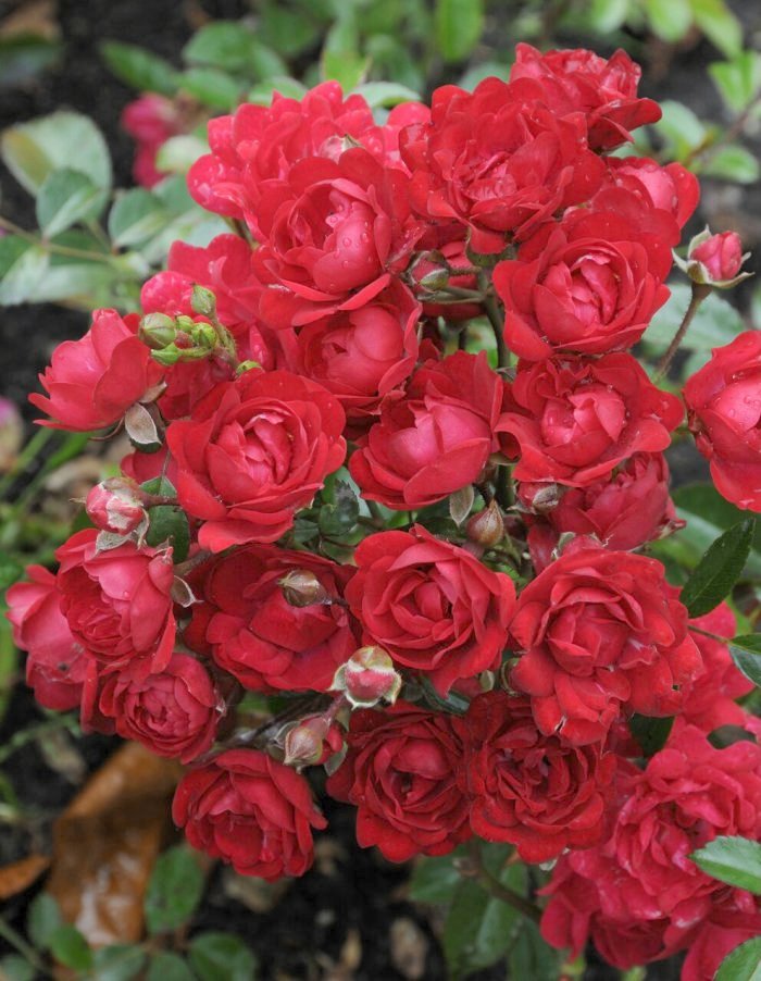 Роза почвопокровная Ред Фейри 1 шт, цена 469р