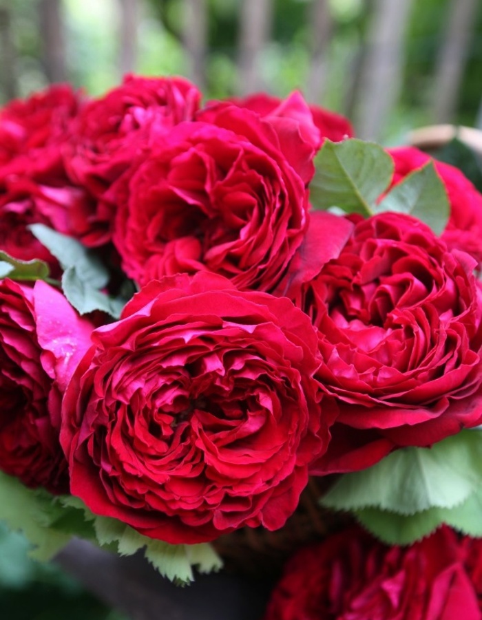Роза флорибунда Роза четырех ветров 1 шт, цена 469р