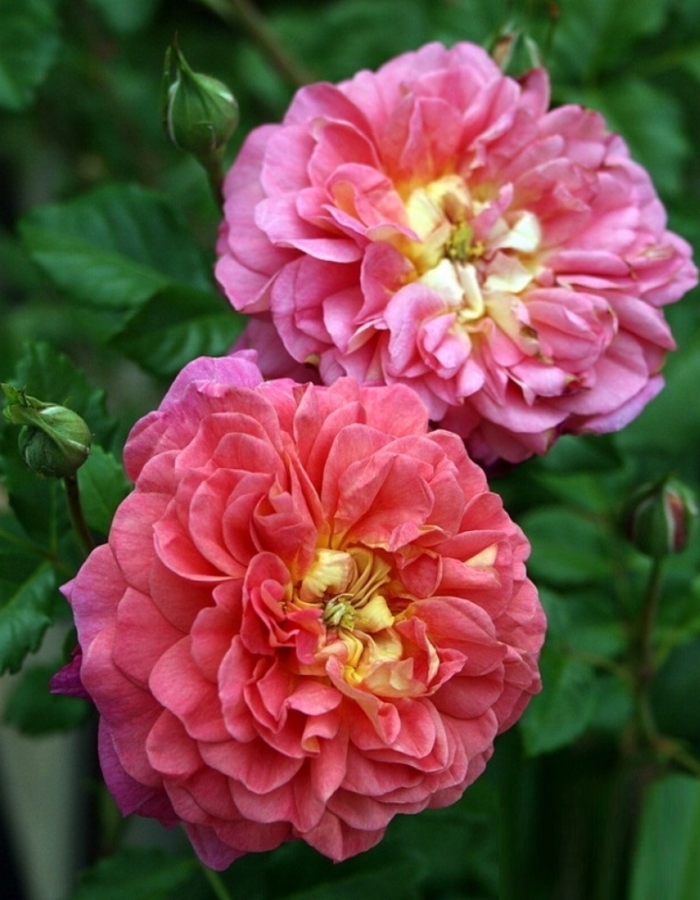 Роза английская Кристофер Марлоу 1 шт, цена 469р