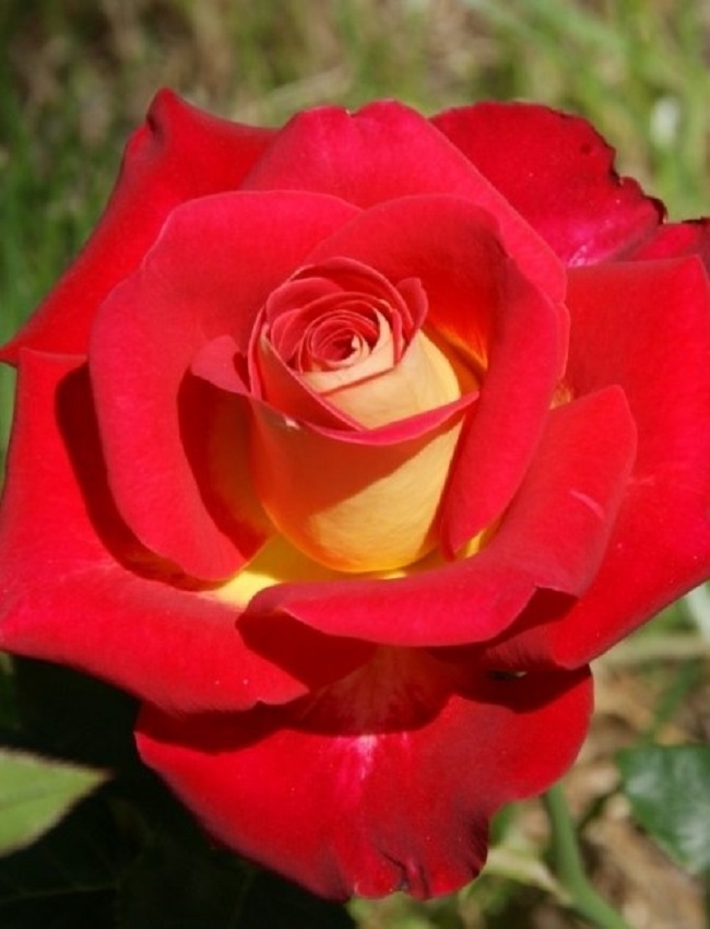 Роза чайно-гибридная Нью Фешн 1 шт, цена 389р