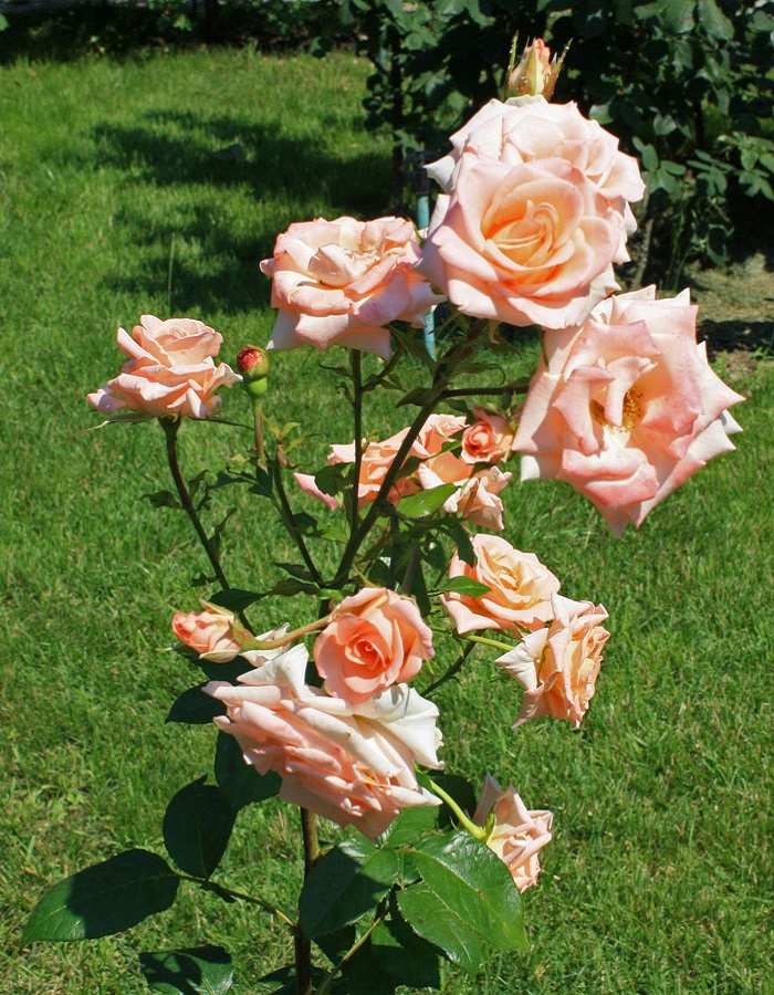 Роза флорибунда Притти Вумен 1 шт, цена 369р