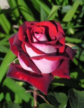 Роза чайно-гибридная Осирия 1 шт, цена 329р