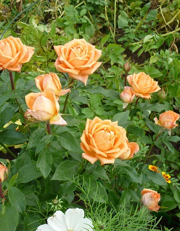 Роза чайно-гибридная Лолипоп 1 шт, цена 329р