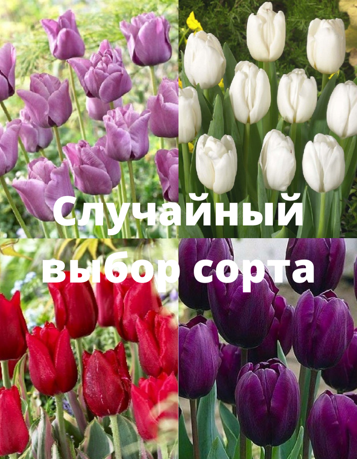 Тюльпан в ассортименте 1 уп (3шт.) фракция 11/12, цена 299р