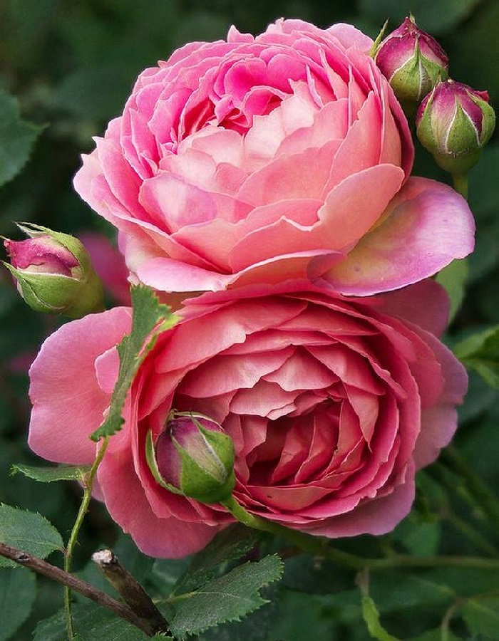 Роза английская Джибили Серебрейшн 1 шт, цена 329р
