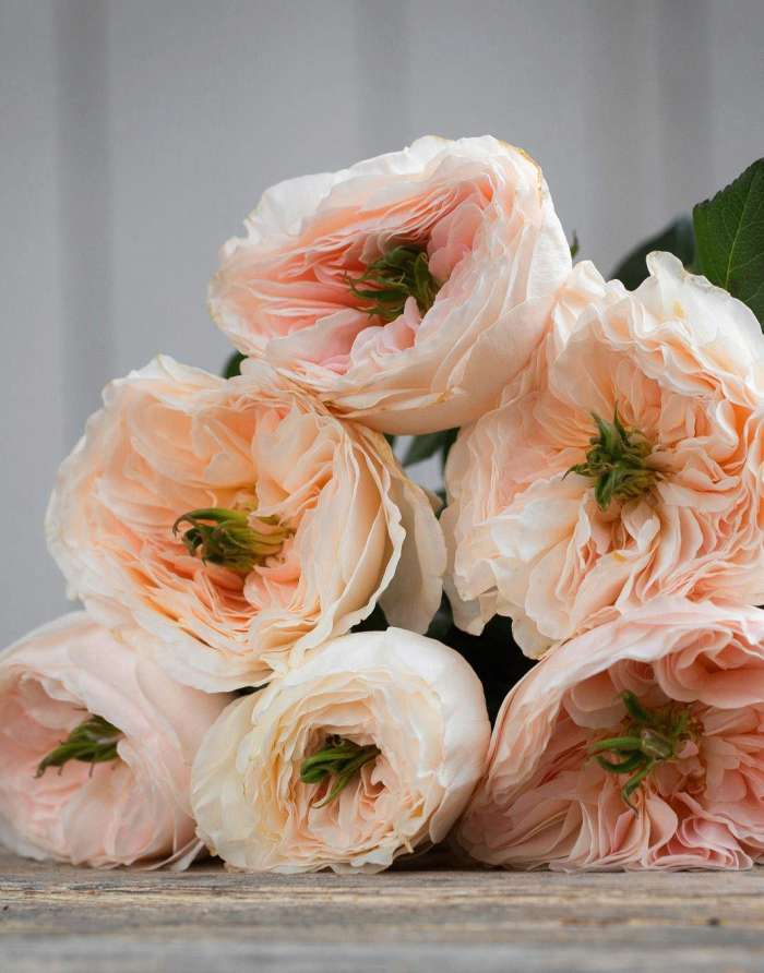 Роза английская Чарити 1 шт, цена 369р