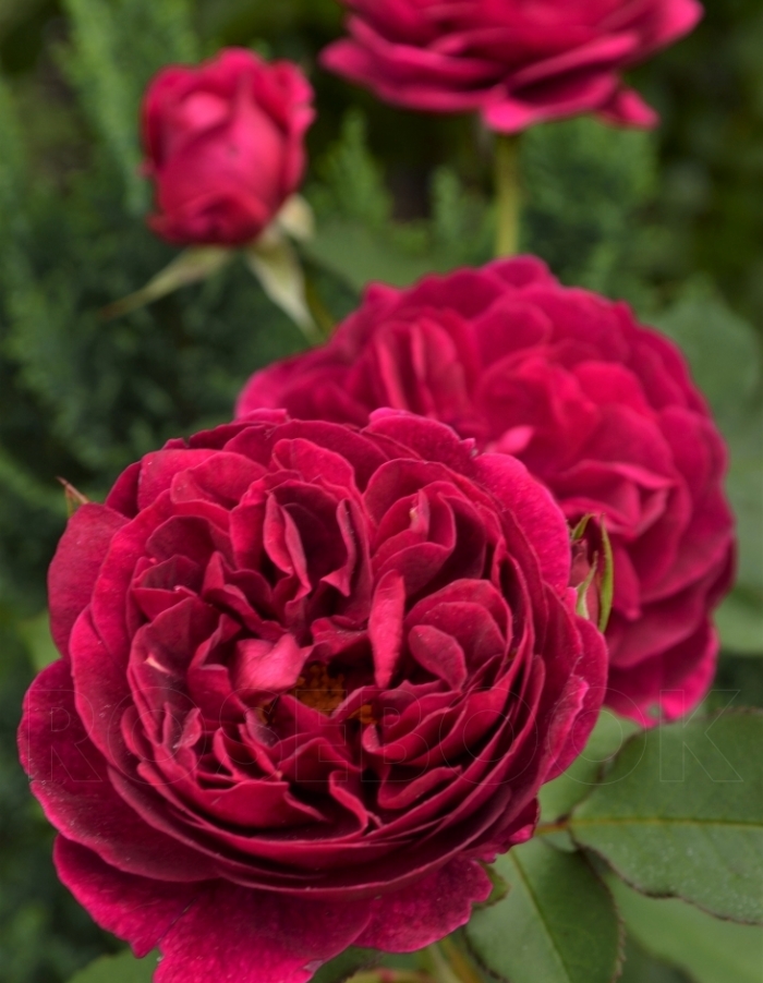 Роза чайно-гибридная Госпел 1 шт, цена 389р