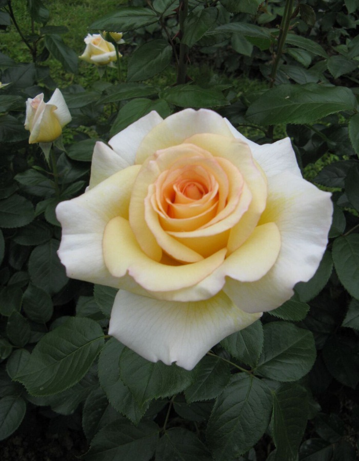 Роза чайно-гибридная Ла Перла 1 шт, цена 389р