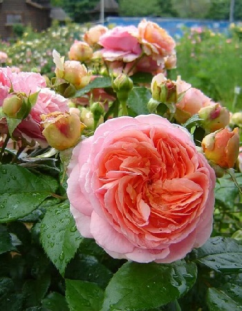Роза парковая Чиппендейл 1 шт, цена 369р