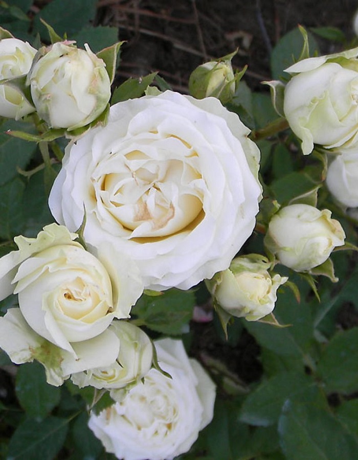 Роза почвопокровная Уайт Морсдаг 1 шт, цена 329р
