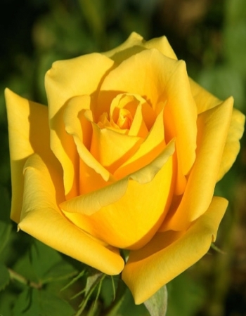 Роза чайно-гибридная Мохана 1 шт, цена 329р