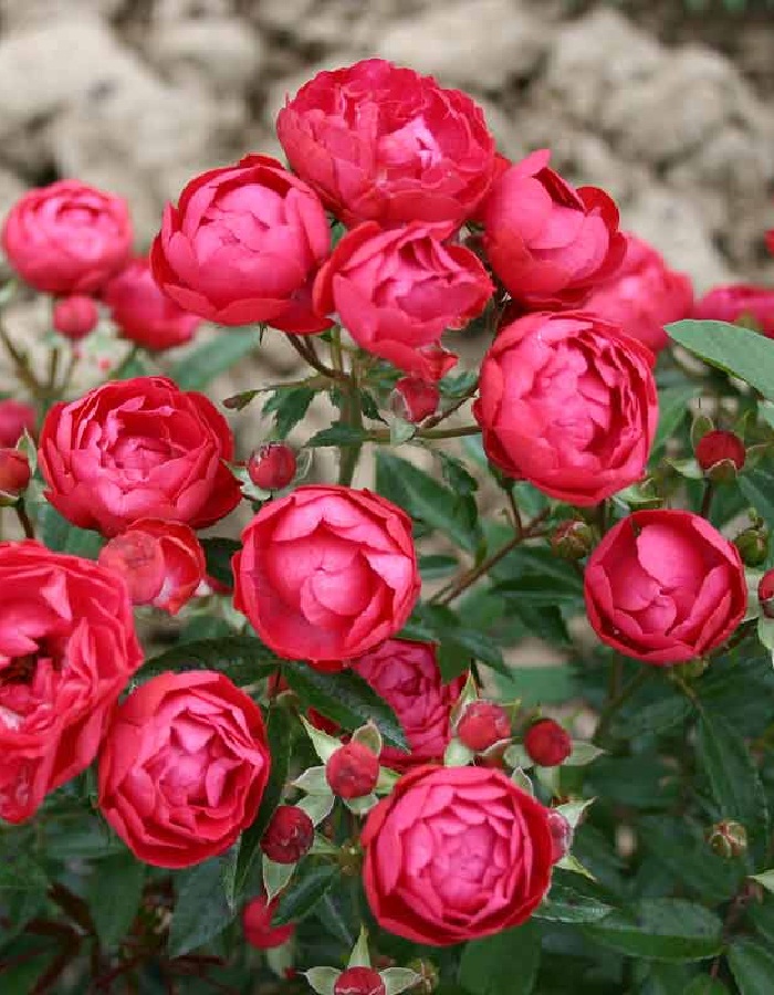 Роза почвопокровная Ред Морсдаг 1 шт, цена 329р