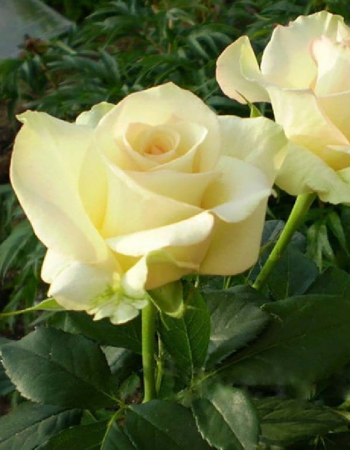 Роза чайно-гибридная Киви 1 шт, цена 389р
