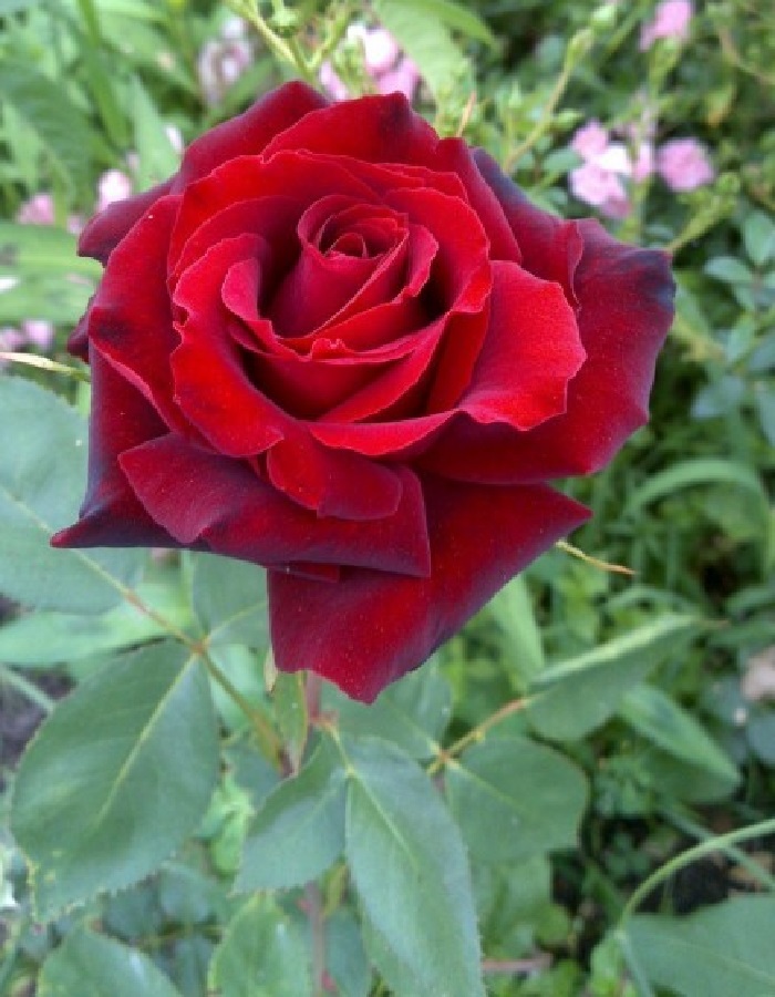 Роза чайно-гибридная Табу 1 шт, цена 389р