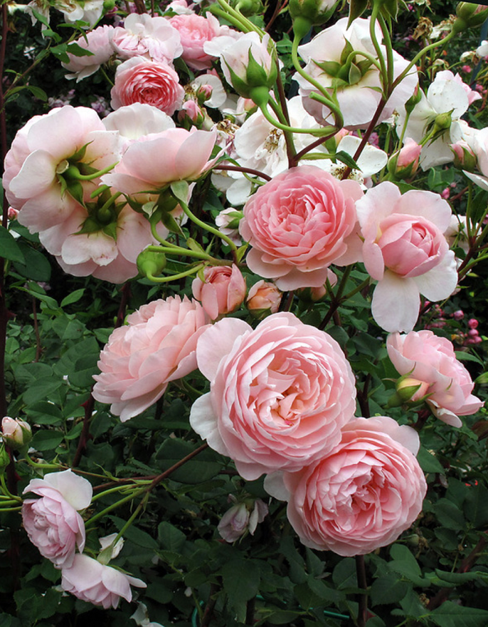 Роза английская Вильям Моррис 1 шт, цена 469р