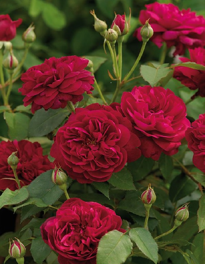 Роза английская Дарси Басселл 1 шт, цена 469р