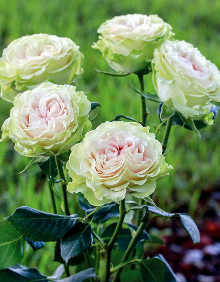 Роза флорибунда Лавли Грин 1 шт, цена 469р