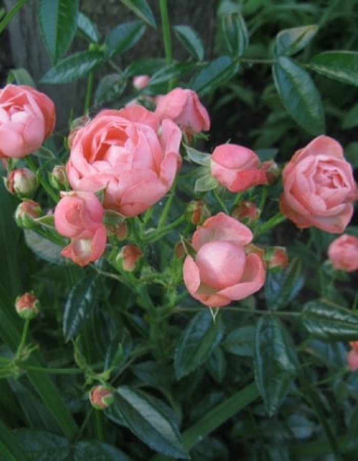 Роза почвопокровная Пинк Морсдаг 1 шт, цена 329р