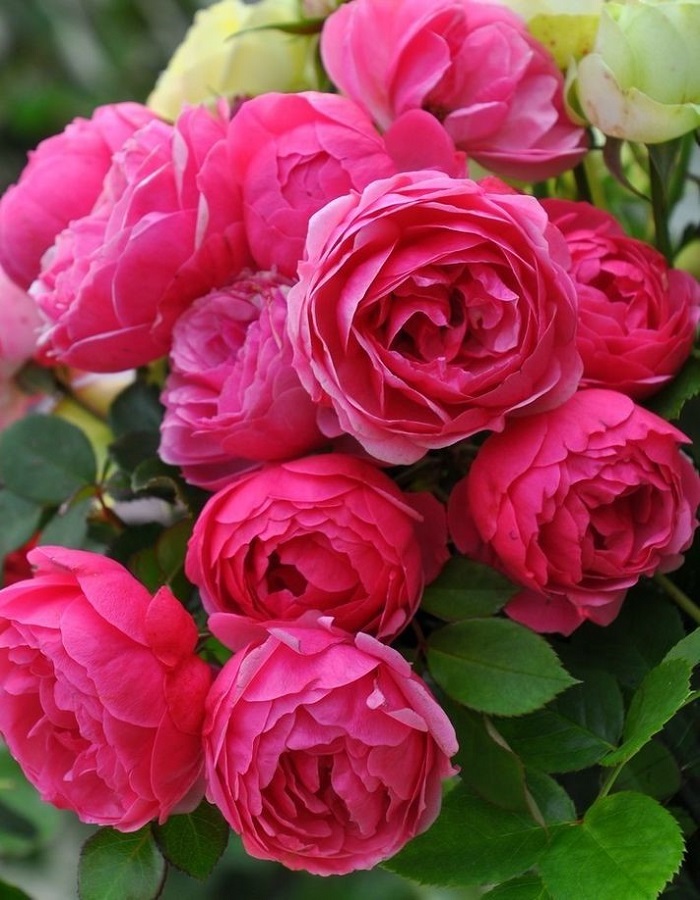 Роза флорибунда Помпонелла 1 шт, цена 369р