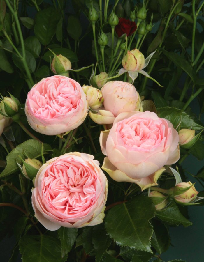 Роза английская Хеппи Пиано 1 шт, цена 469р