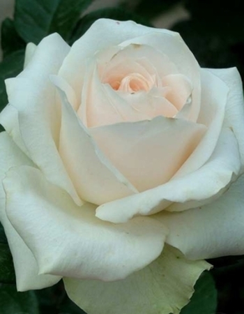 Роза чайно-гибридная Океан Клер 1 шт, цена 329р