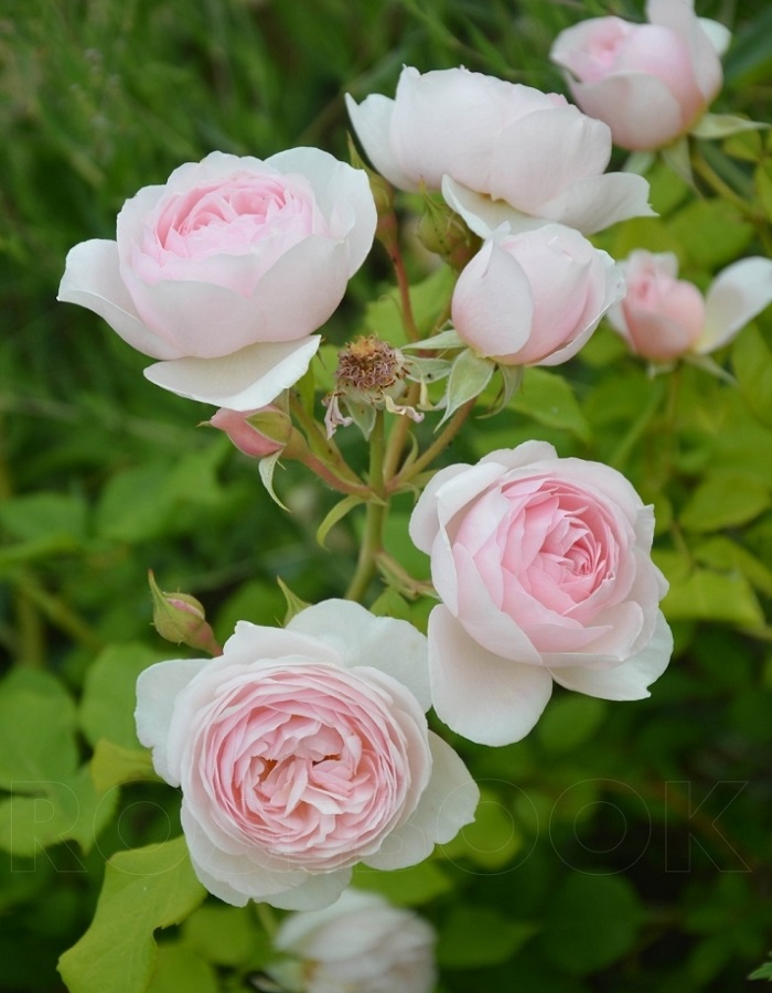 Роза английская Херитейдж 1 шт, цена 469р