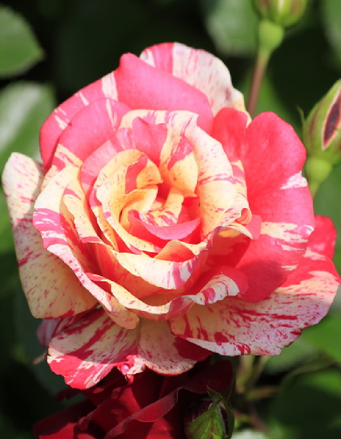 Роза флорибунда Такаде 1 шт, цена 369р