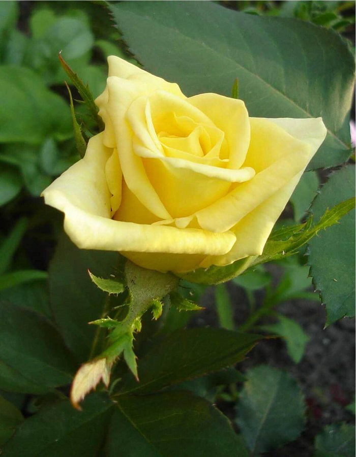 Роза флорибунда Скайлайн 1 шт, цена 389р