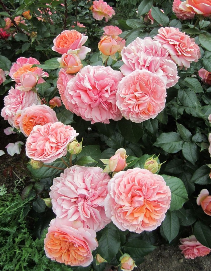 Роза кустарниковая Чиппендейл 1 шт, цена 389р