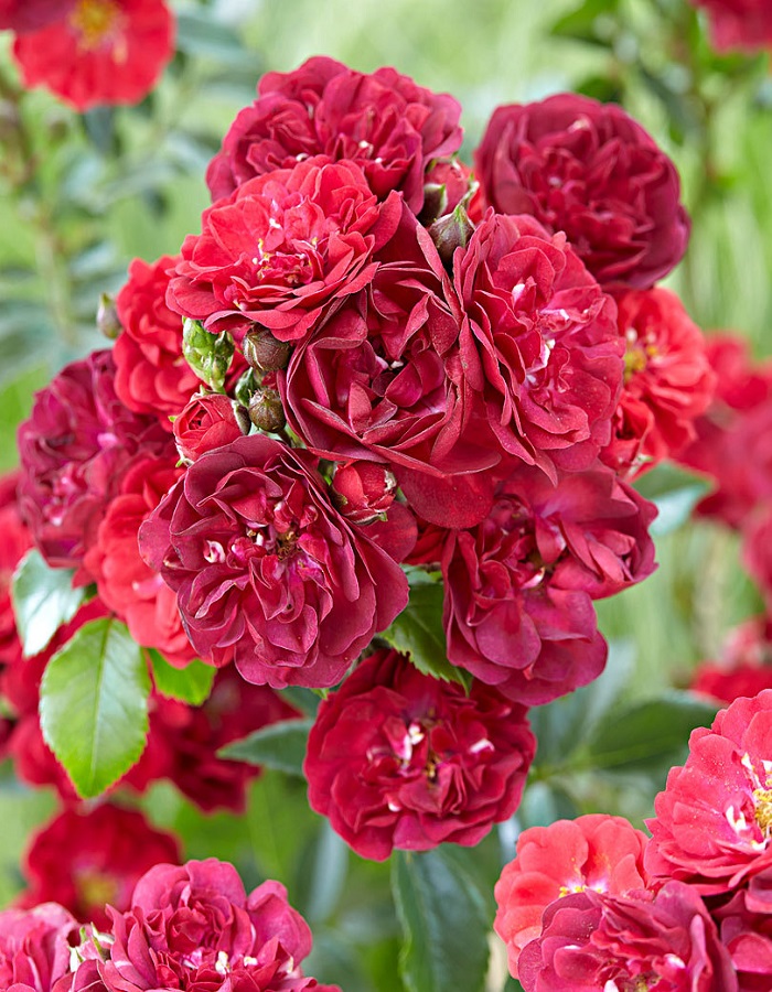 Роза почвопокровная Фейри Данс 1 шт, цена 469р