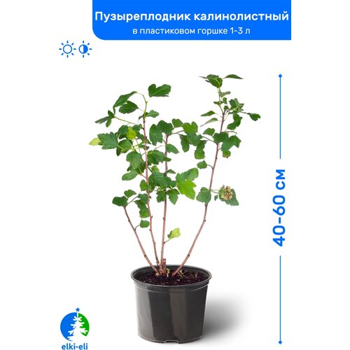 Пузыреплодник калинолистный 60-80 см в пластиковом горшке 1-3 л, саженец, лиственное живое растение, цена 1345р