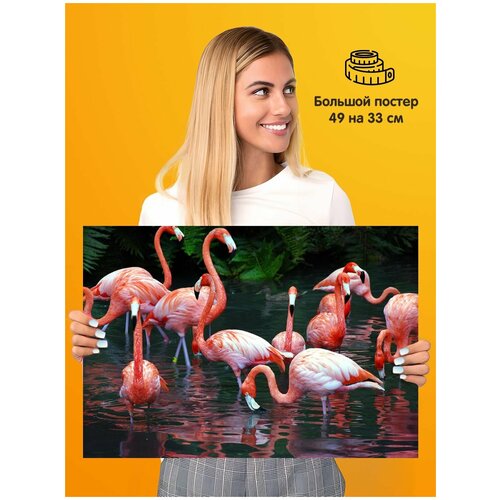   Flamingo ,  339