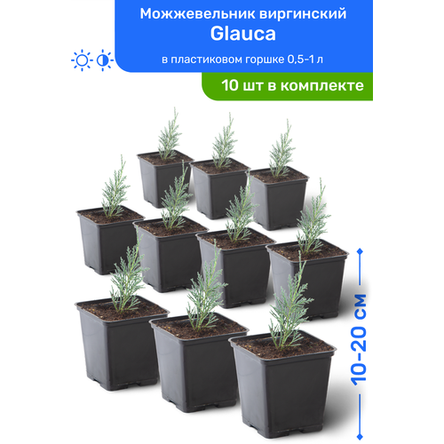 Можжевельник виргинский Glauca 10-20 см в пластиковом горшке 0,5-1 л, саженец, хвойное живое растение, комплект из 10 шт, цена 8950р
