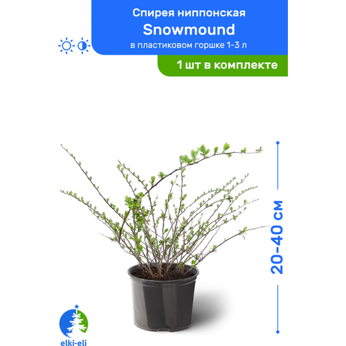 Спирея ниппонская Snowmound (Сноумаунд) 20-40 см в пластиковом горшке 1-3 л, саженец, лиственное живое растение, цена 1295р