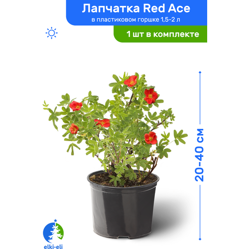 Лапчатка Red Ace (Рэд Айс) 20-40 см в пластиковом горшке 1,5-2 л, саженец, лиственное живое растение, цена 1871р